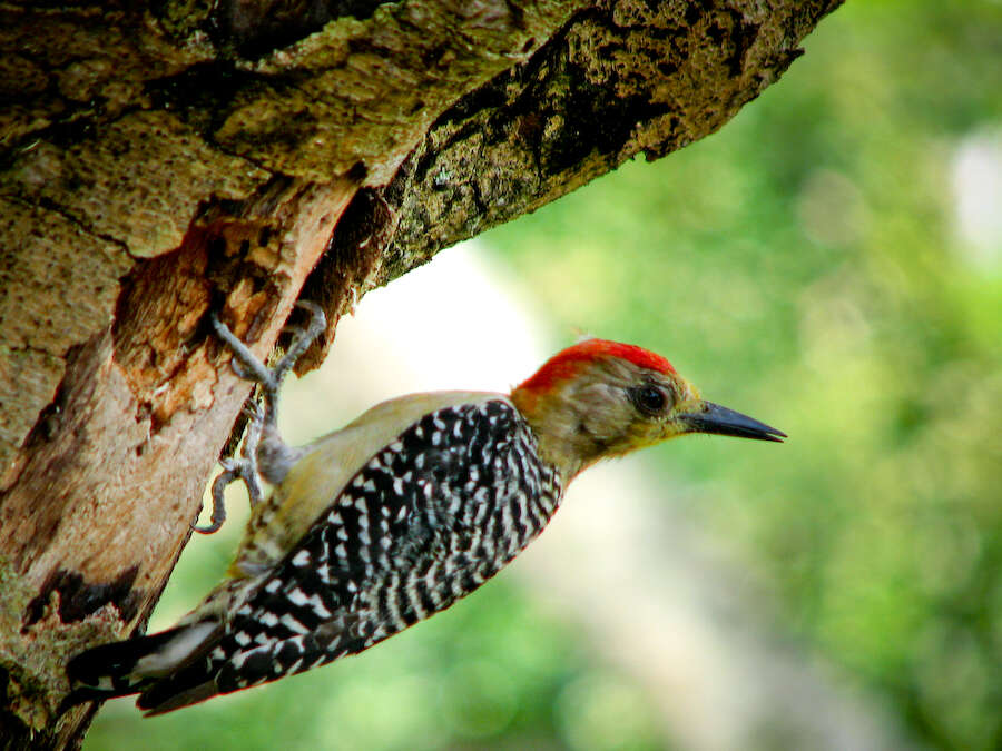 Image of Red-crowned Woodpecker