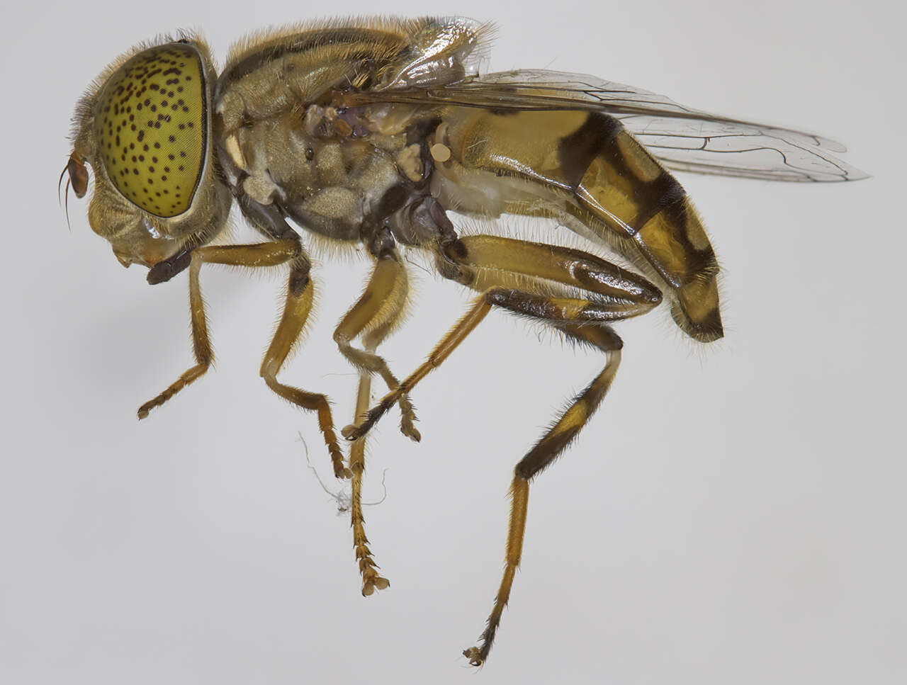 Image of Eristalinus