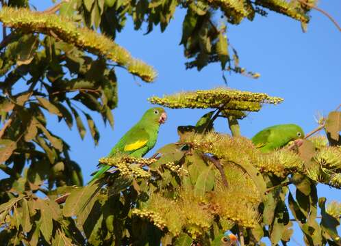 Image of Yellow-chevroned Parakeet