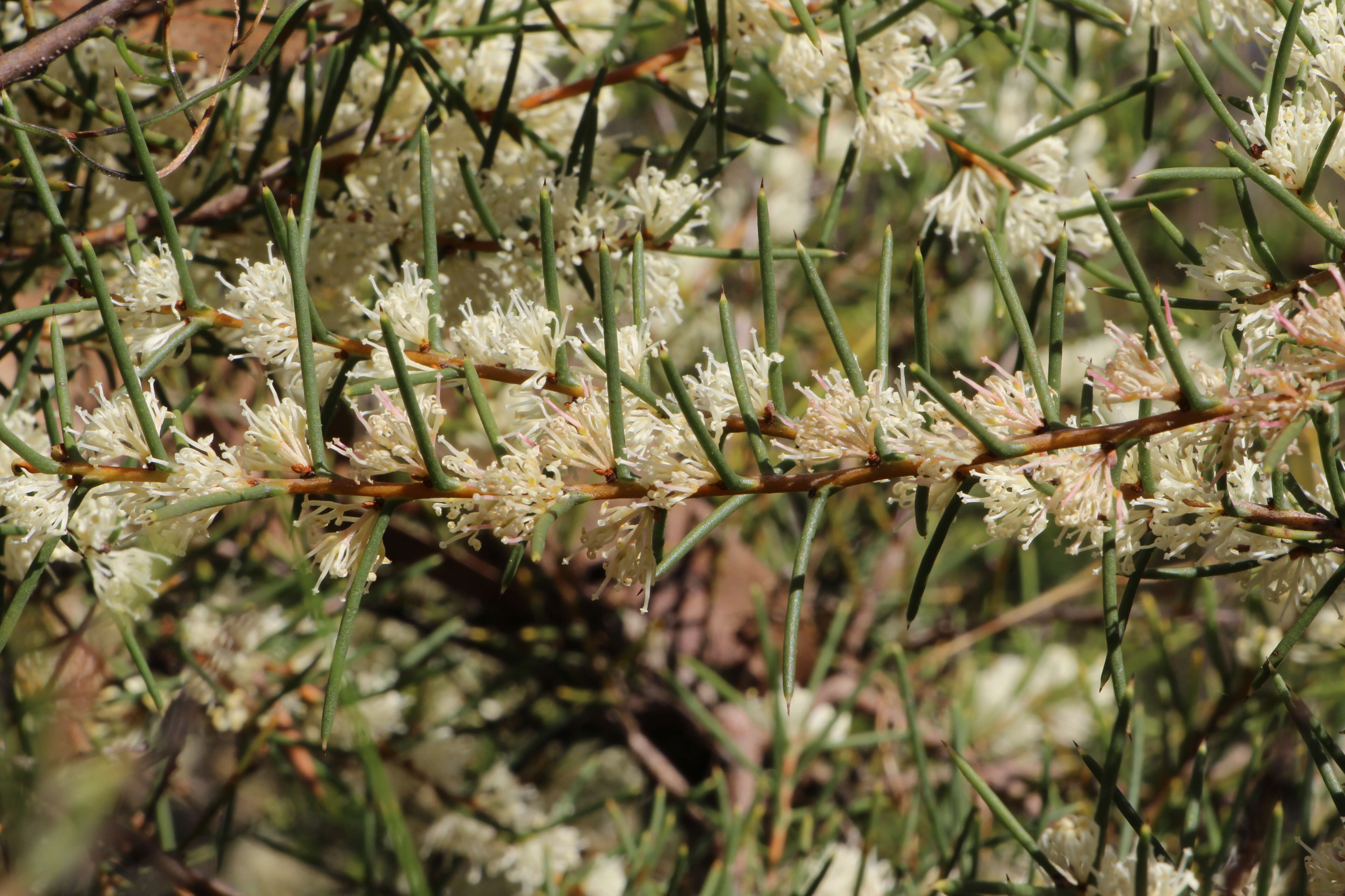 Image of Hakea rugosa R. Br.