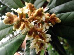 Image of Loquats