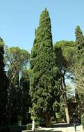 Image of cypress