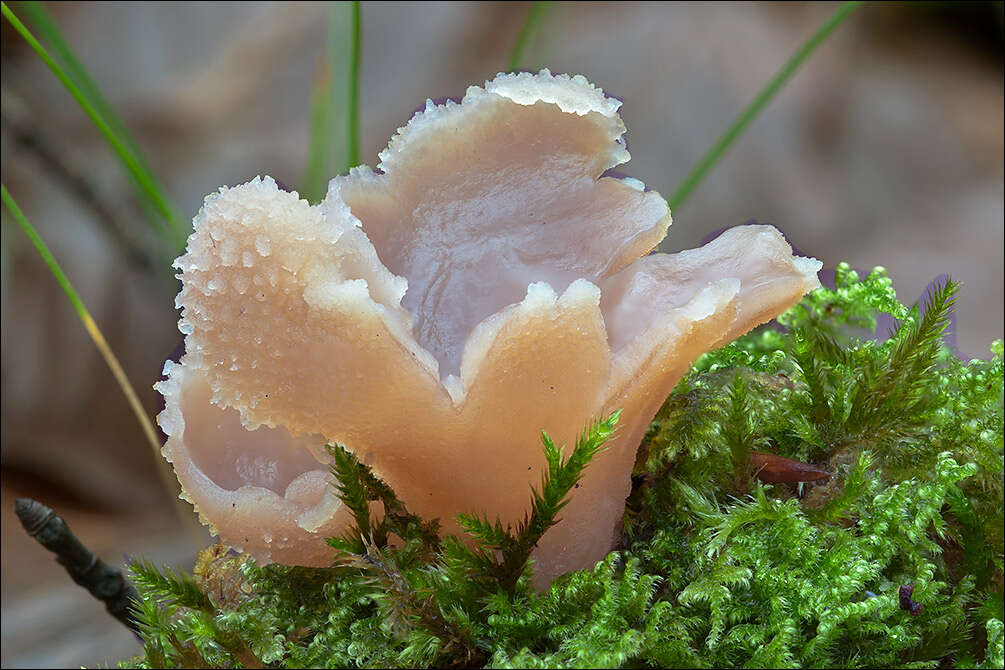 Image of cup fungi