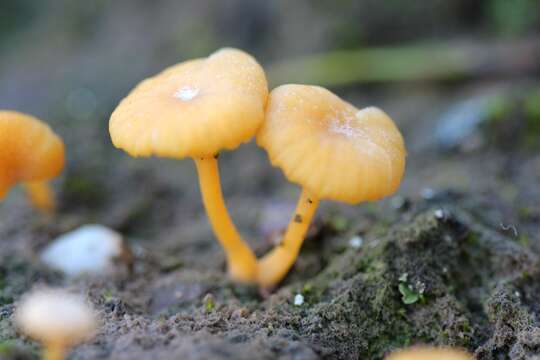 Image de Lichenomphalia chromacea (Cleland) Redhead, Lutzoni, Moncalvo & Vilgalys 2002