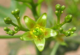 Image of Jatropha subaequiloba Radcl.-Sm.