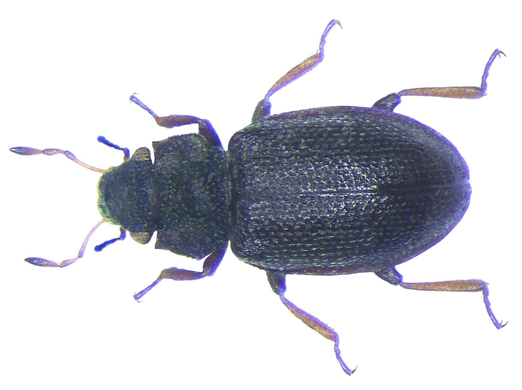 Image of minute moss beetle