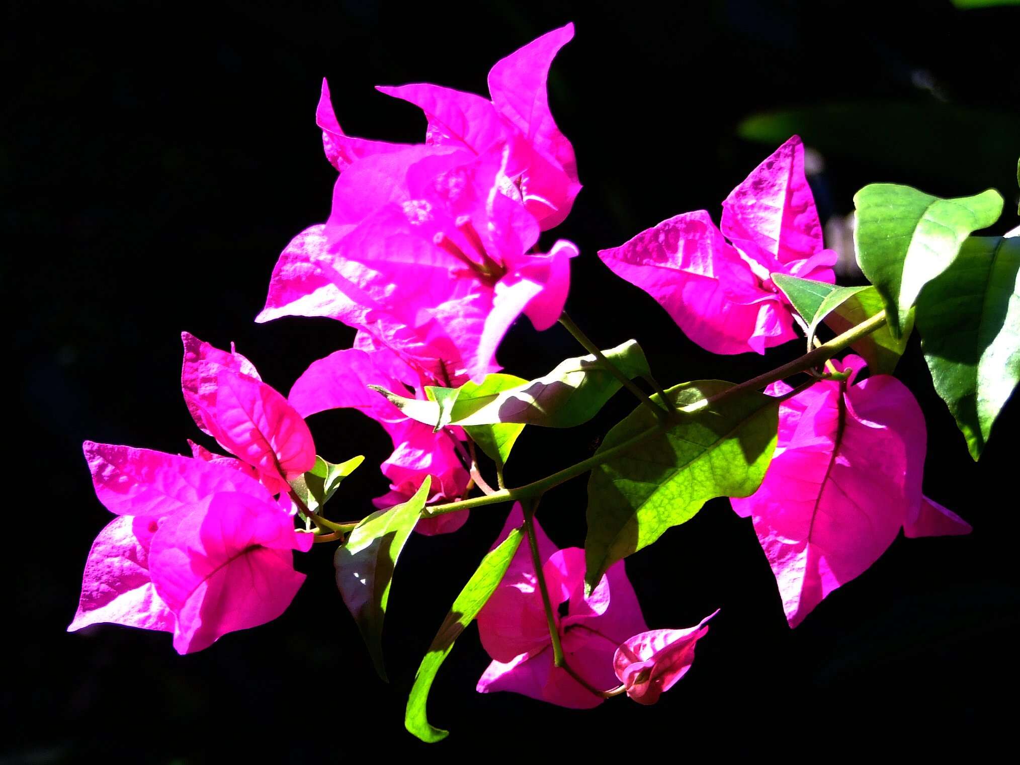 Image of bougainvillea