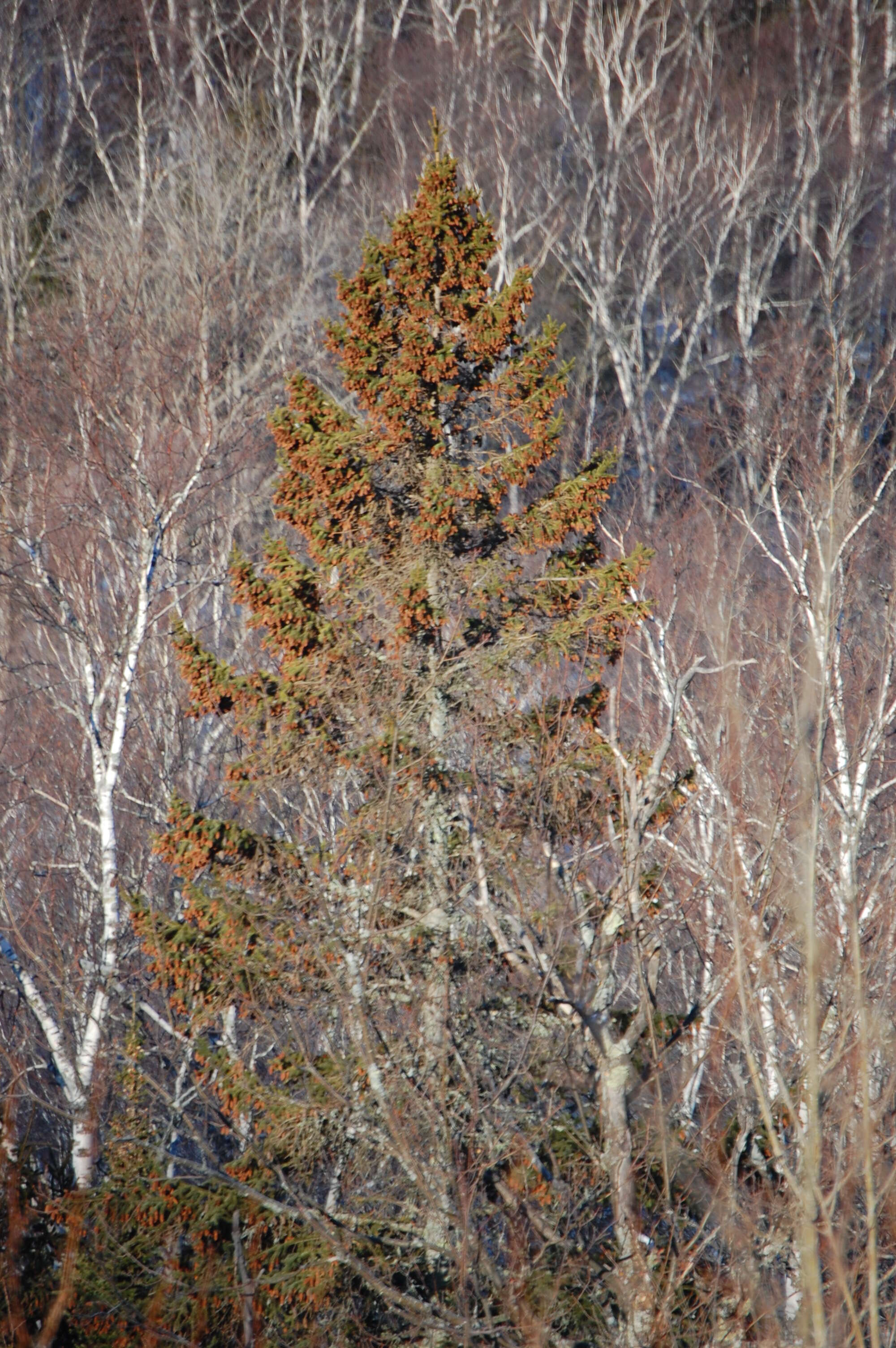 Image of spruce