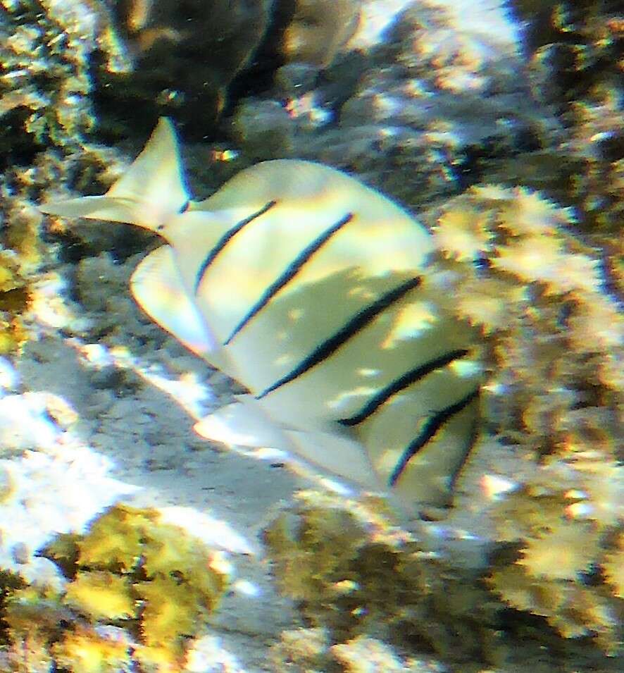 Image of Acanthurus