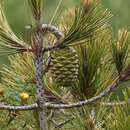 Image de Pinus nelsonii Shaw