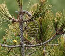 Image de Pinus nelsonii Shaw