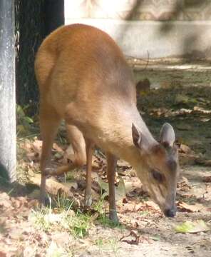 Image of Natal Duiker