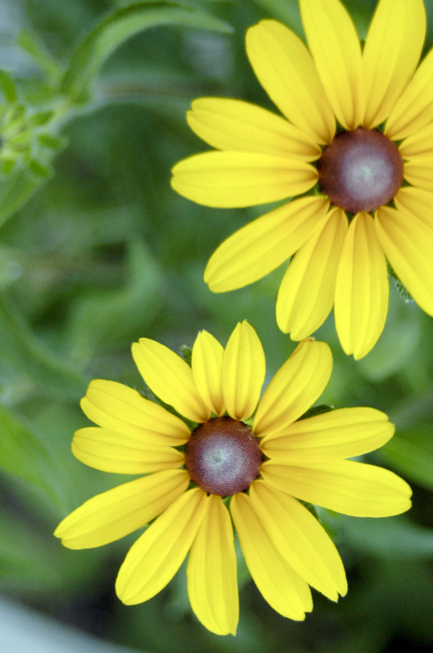 Image of blackeyed Susan