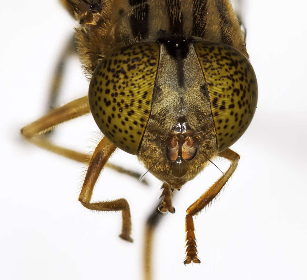 صورة Eristalinus punctulatus (Macquart 1847)