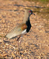 Image of Lapwing