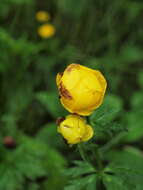 Image of globeflower