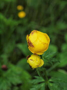 Image of globeflower