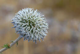 Echinops sphaerocephalus L. resmi