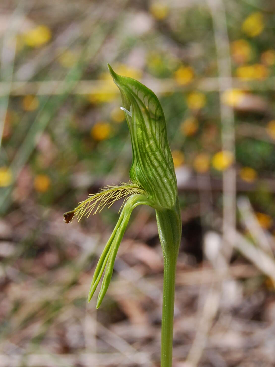 Image of Small bearded greenhood