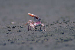 Image of American red fiddler