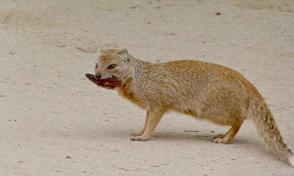 Image of Yellow Mongoose