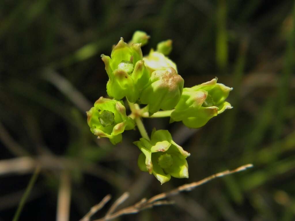 Image of Savannah Milkweed