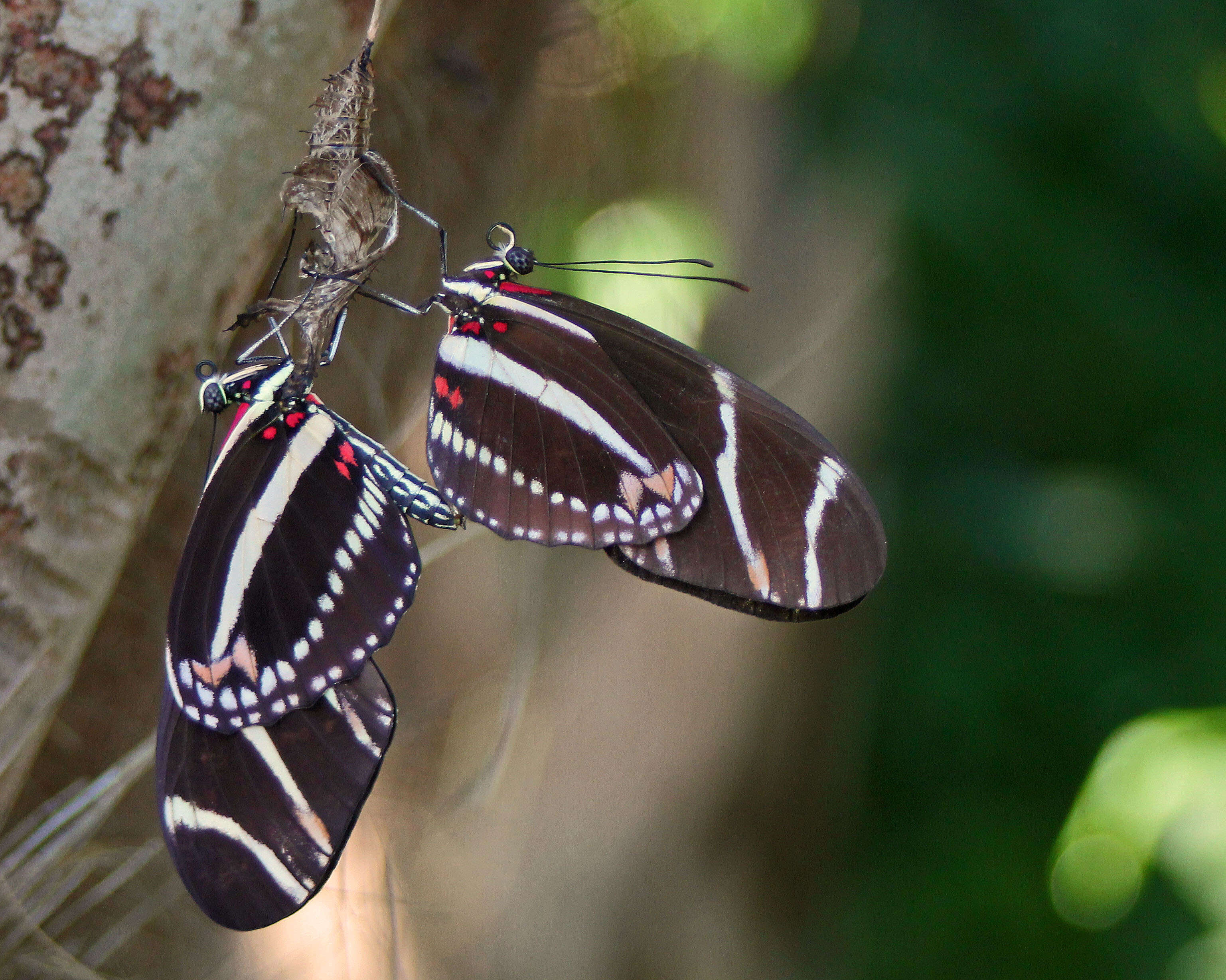 Image of Heliconius