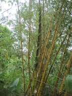 Image of bamboo