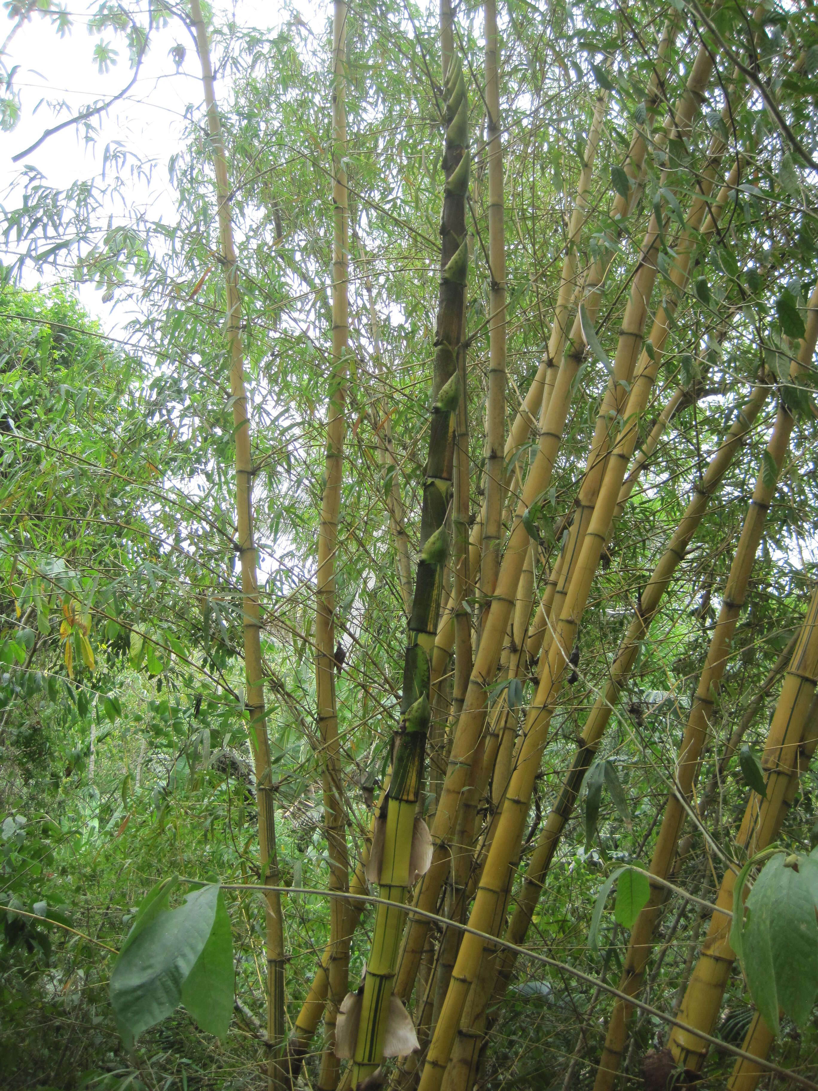 Image of bamboo