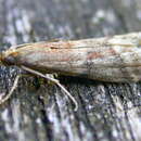 Image of False Cacao Moth