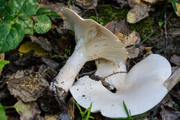 Image of funnel clitocybe