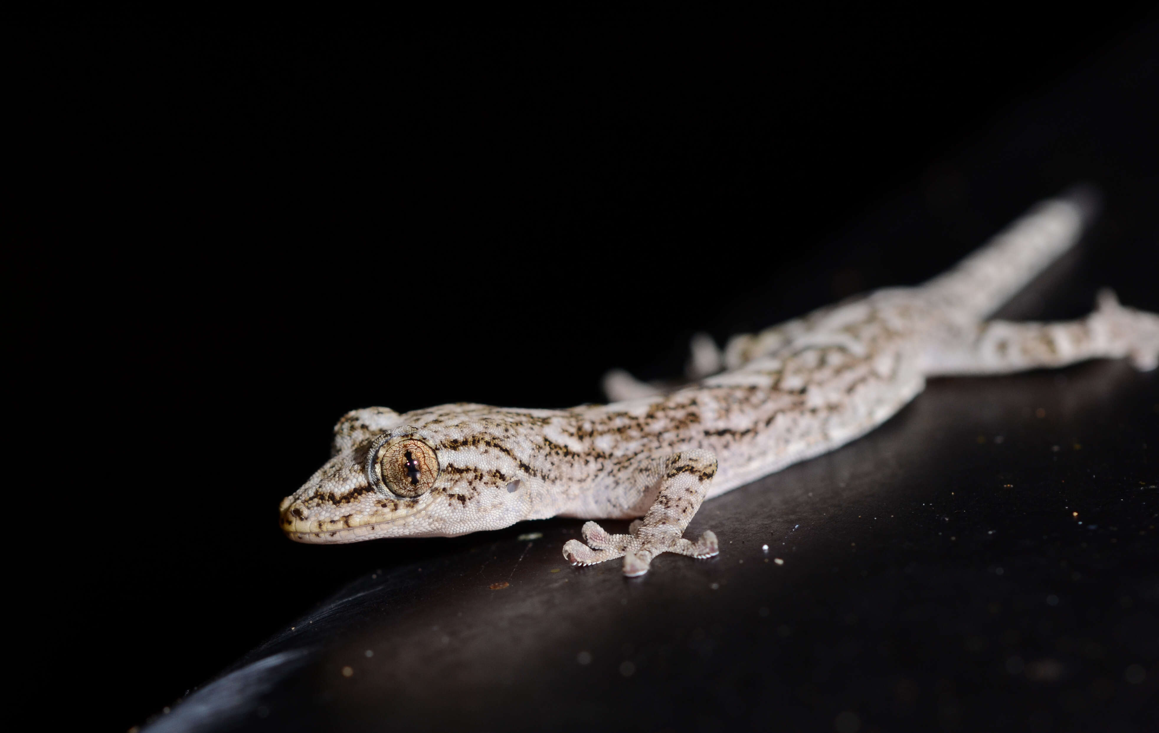 Image of Tropical Asian Geckos