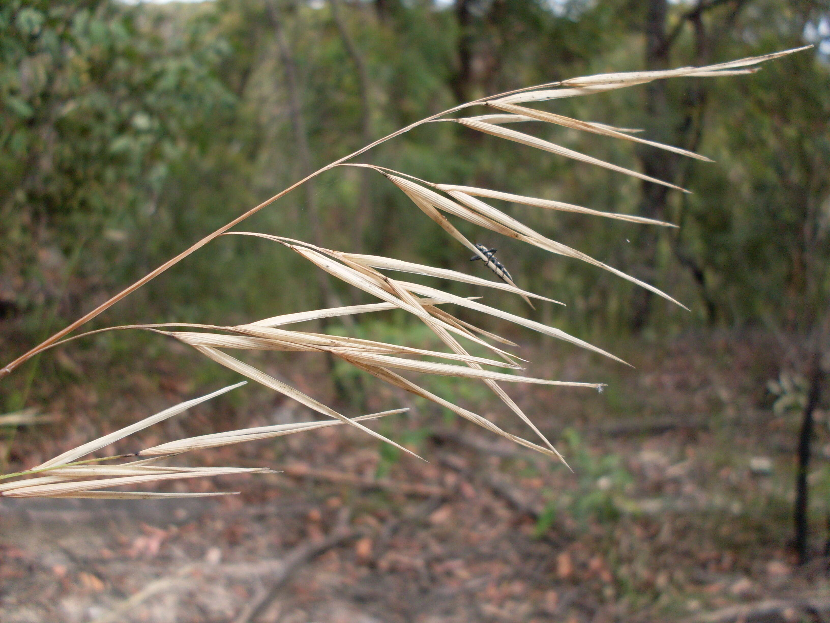 Anisopogon resmi