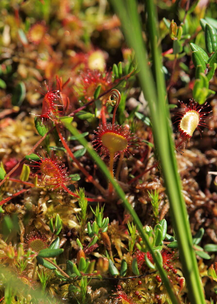 Image of Sundews