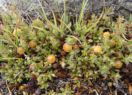 Image of Leucopogon fraseri A. Cunn. ex DC.