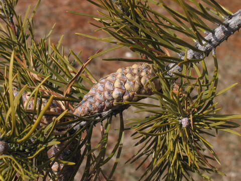 Image of jack pine