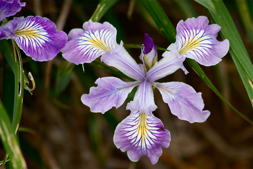 Image of toughleaf iris