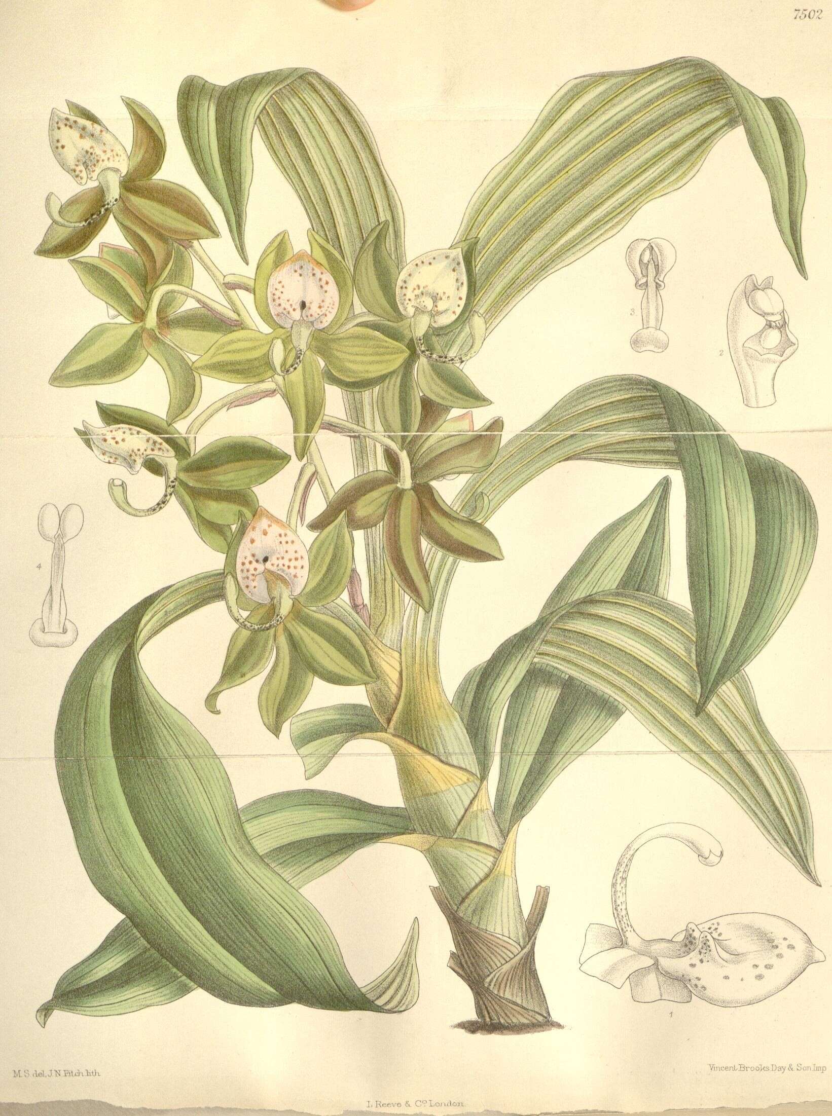 Image of Cycnoches