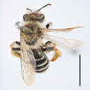 Image of Andrena integra Smith 1853