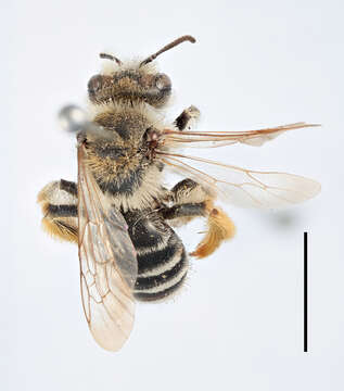 Image of Andrena integra Smith 1853