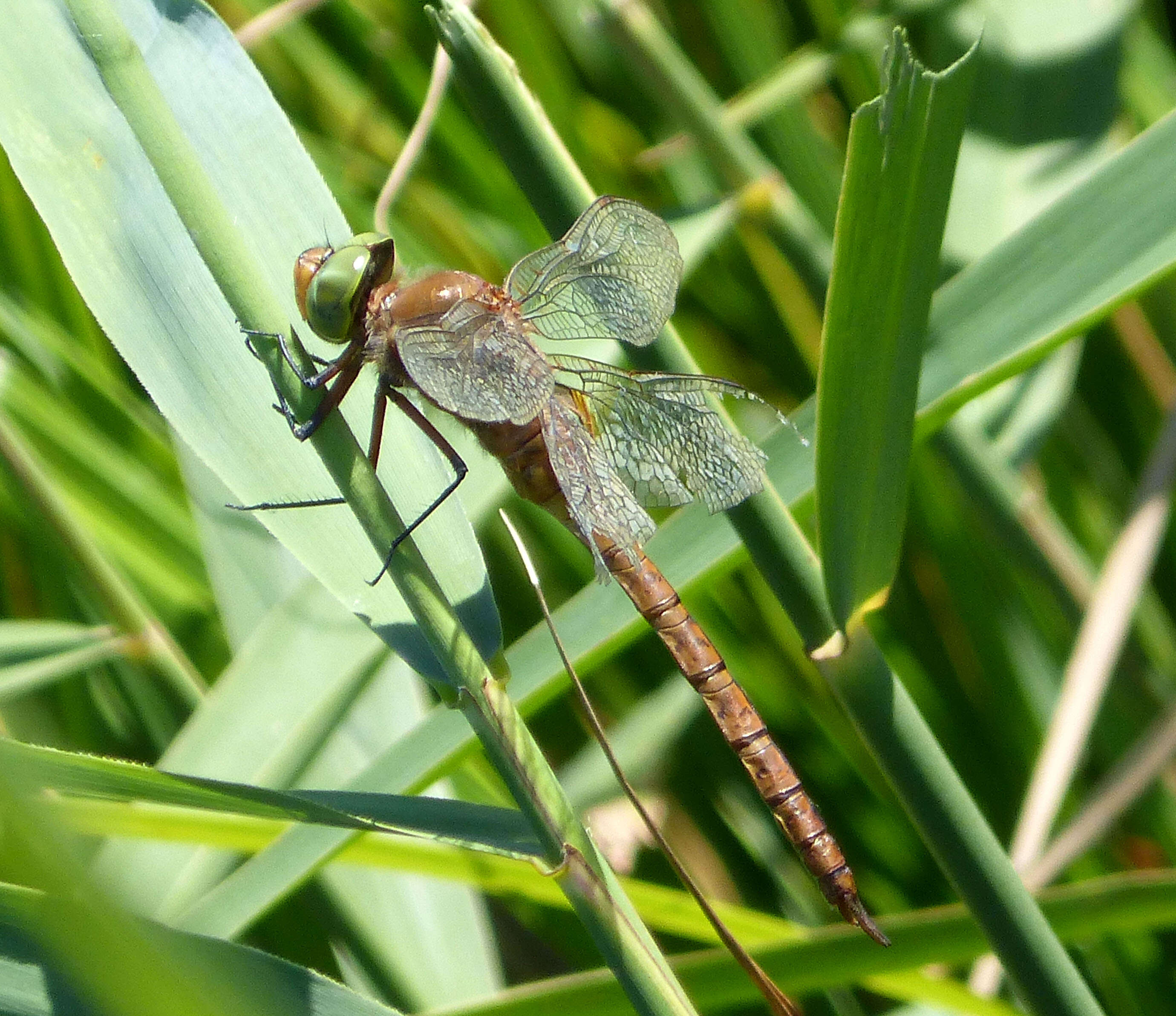 Image of green-eyed hawker