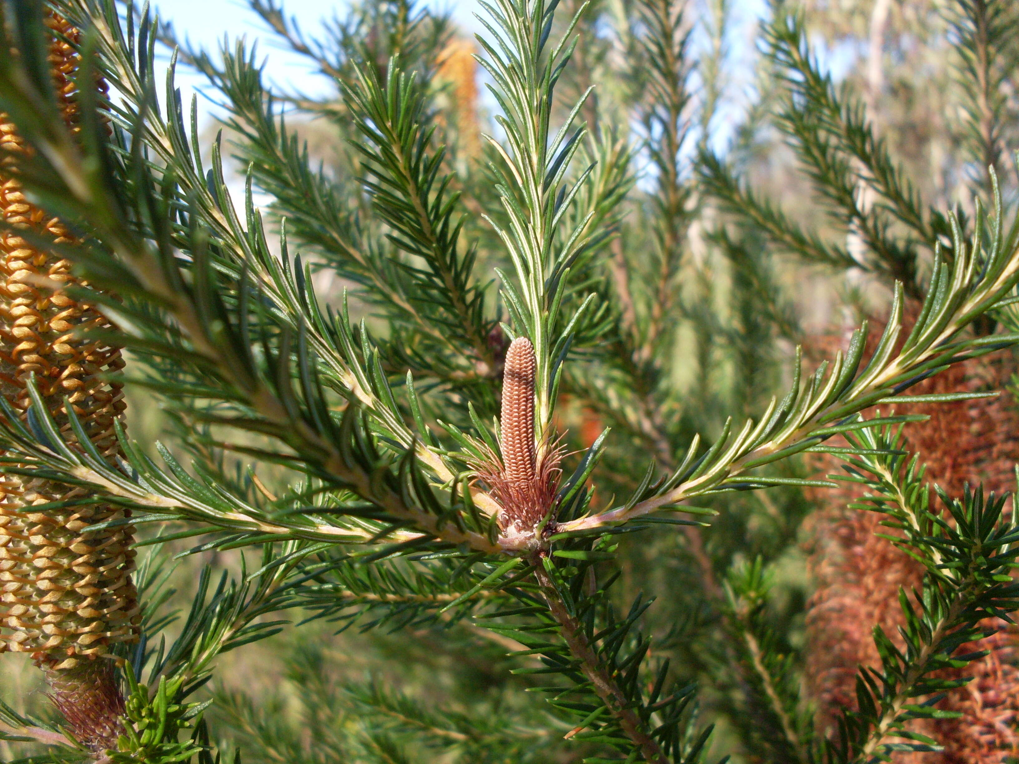 Image of banksia