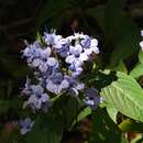 Image de Eranthemum pulchellum Andr.