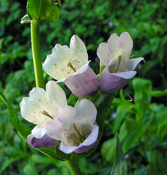 Слика од Penstemon gentianoides (Kunth) Poir.