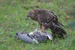 Image of Eurasian Goshawk