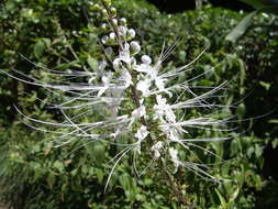 Image of cat's-whiskers