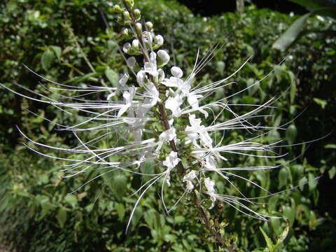 Image of Orthosiphon aristatus var. aristatus