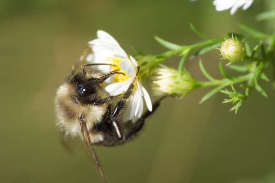 Image of Bumblebees