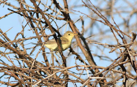 Image of Icterine Warbler