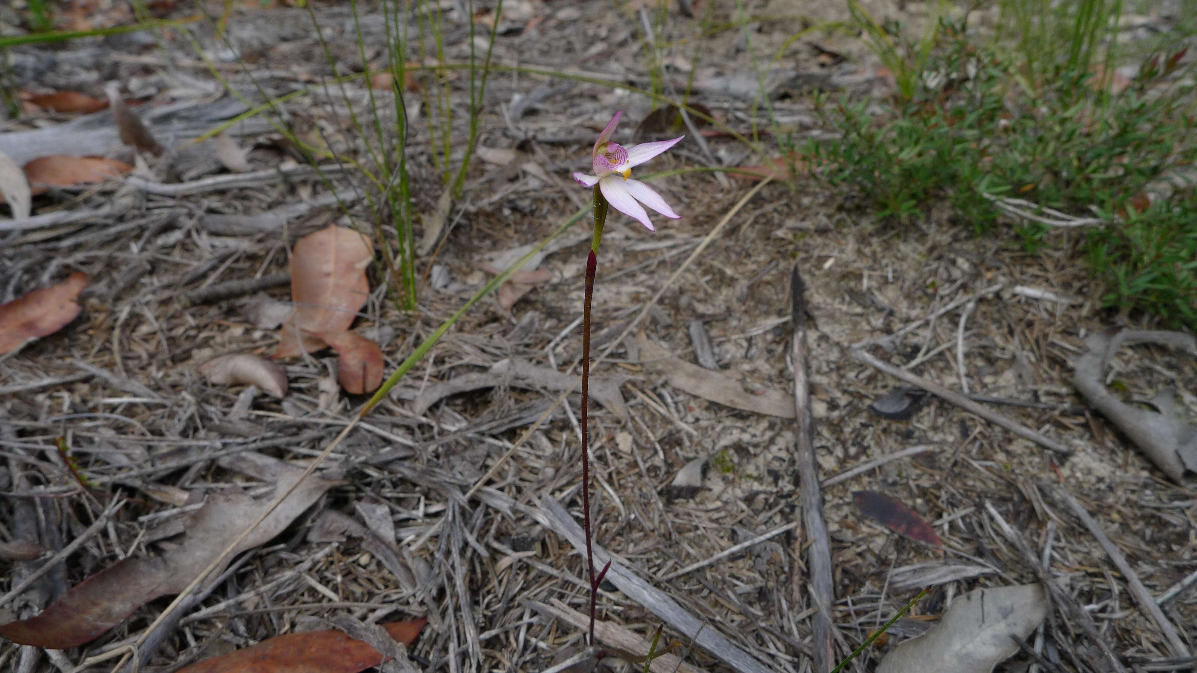 Image of Pink fingers orchid